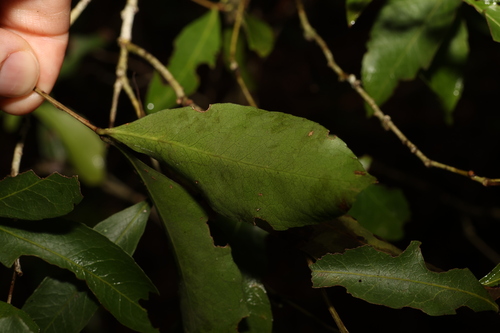 Image of Denhamia celastroides by (c) Greg Tasney, some rights reserved (CC BY-SA)