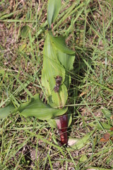 Hypoxis colchicifolia