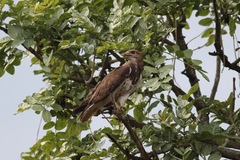 Buteo auguralis