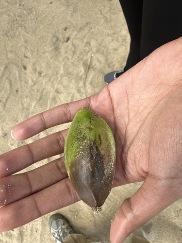 Foto de Amendoeira-da-praia