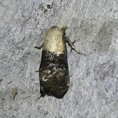 Eugnosta erigeronana