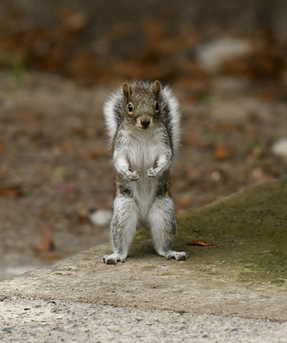 Allen's Squirrel