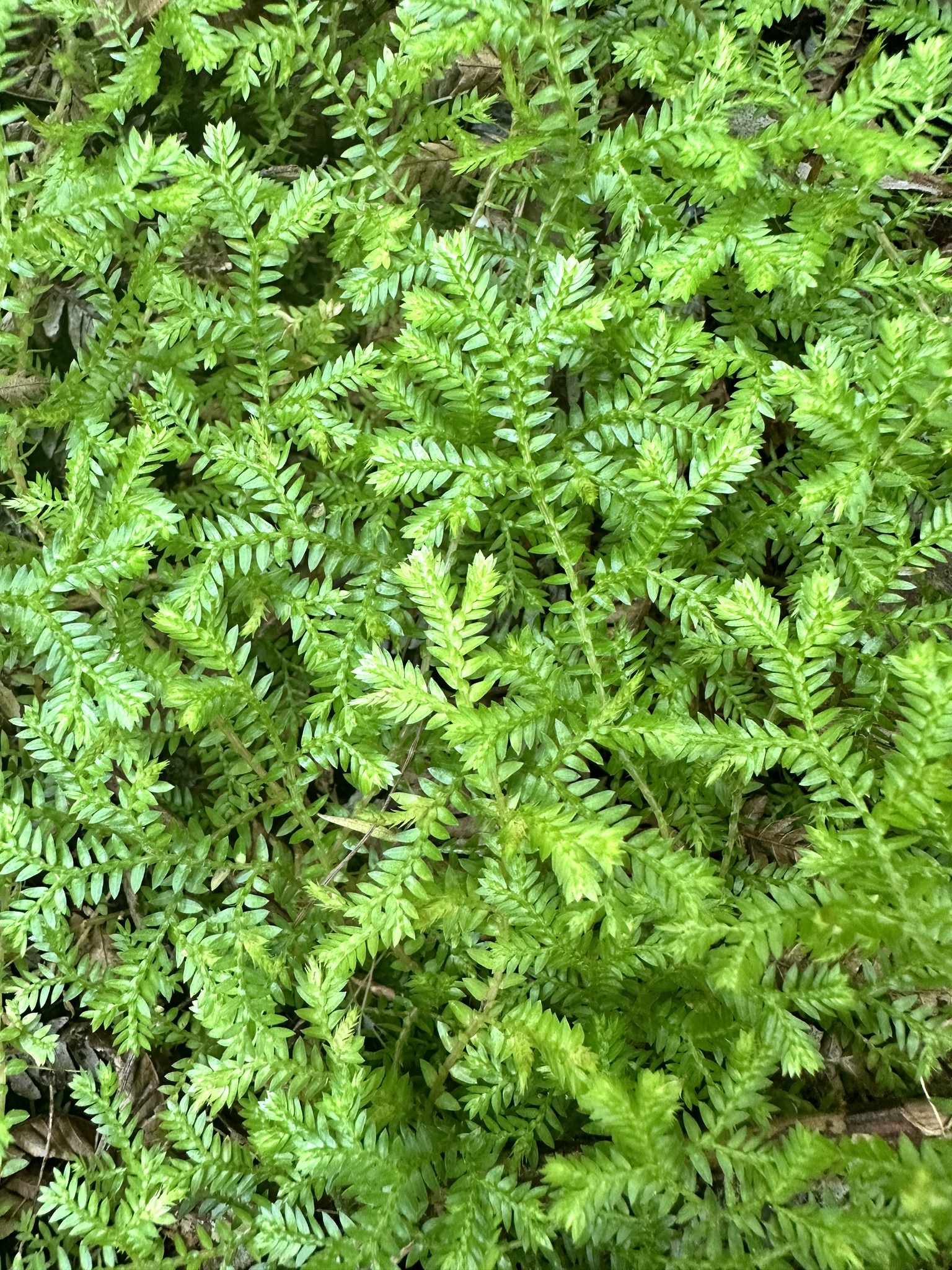 Imagem de Samambaia-de-jardim