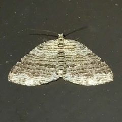 Anticlea multiferata