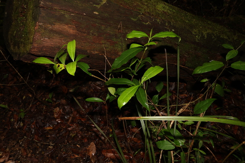 Image of Ixora beckleri by (c) Greg Tasney, some rights reserved (CC BY-SA)