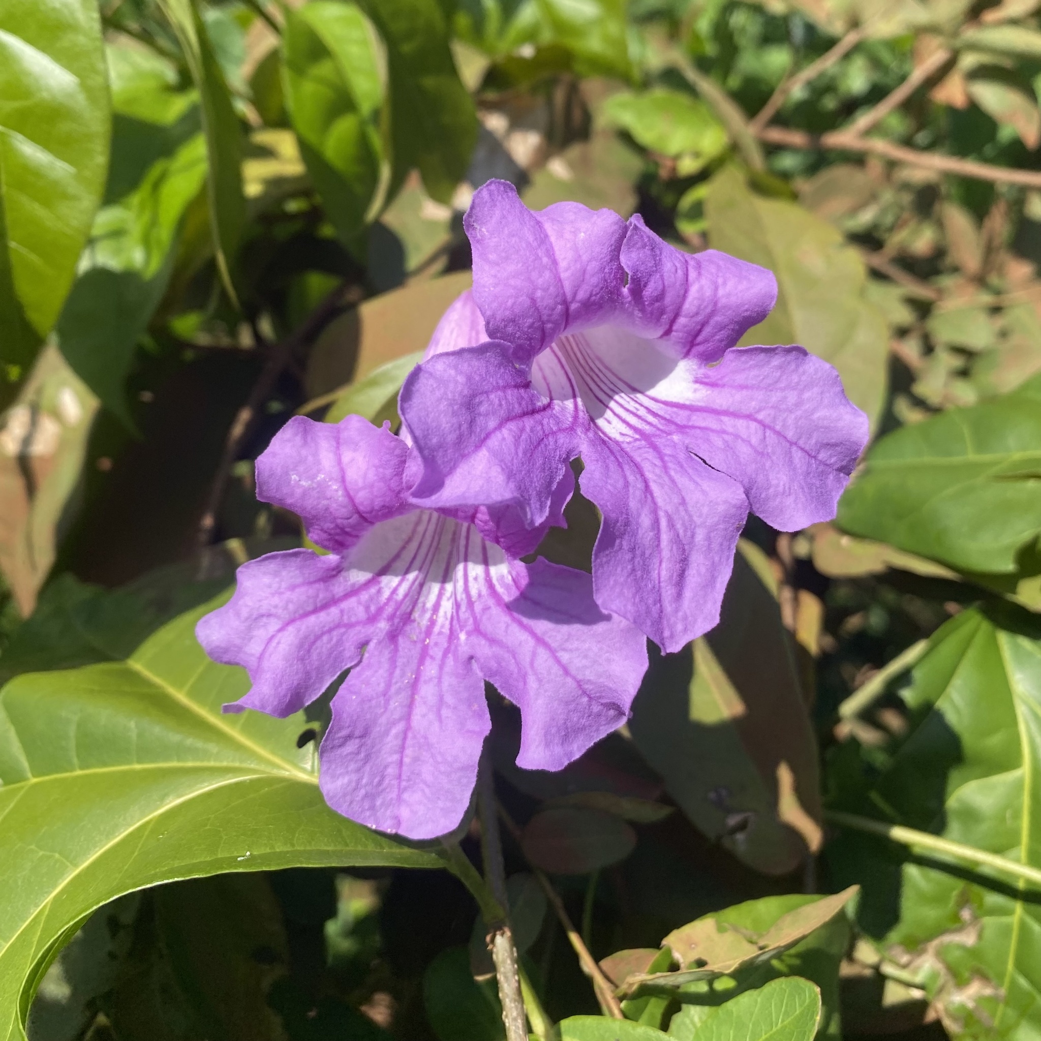 Garlic vine