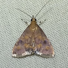 Pyrausta phoenicealis