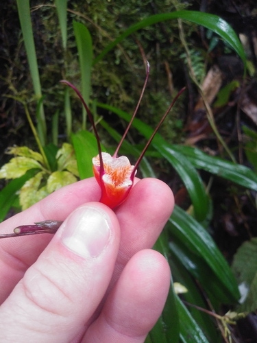 Orquídea Drácula