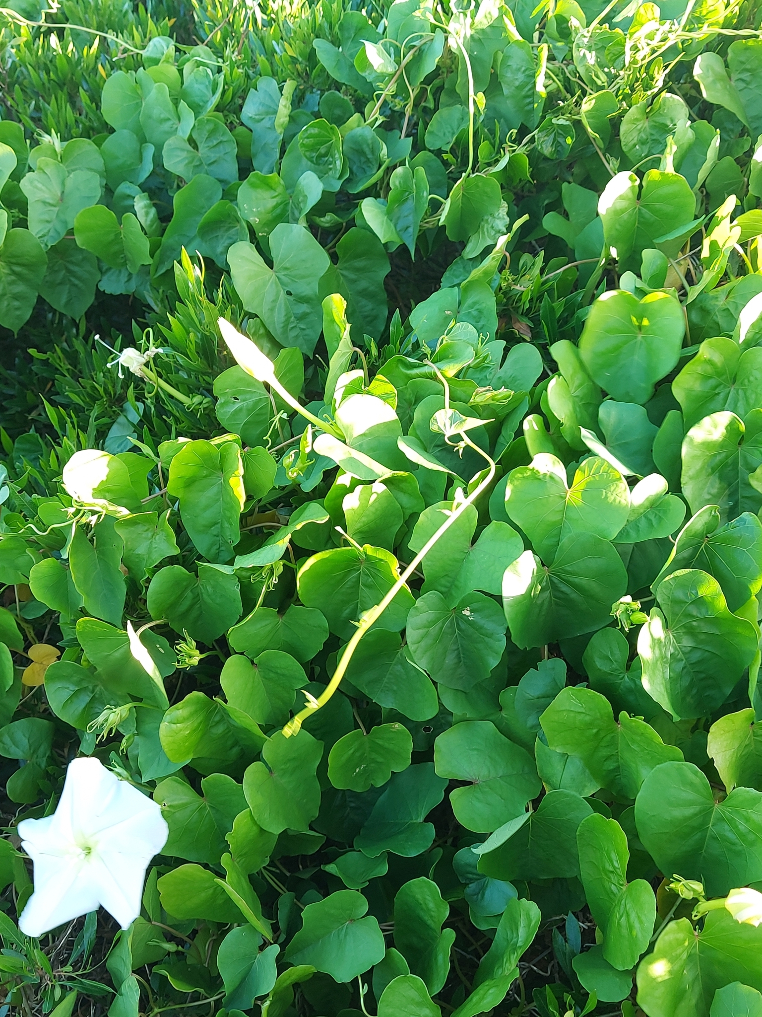 Imagem de Ipoméia-branca