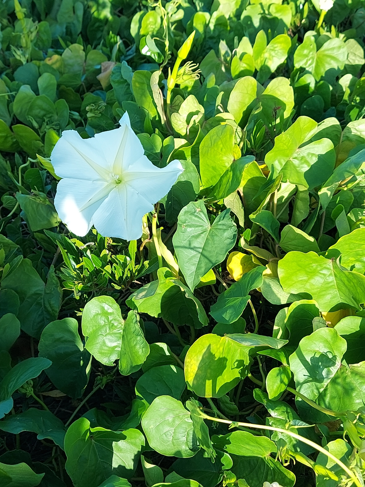 Imagem de Ipoméia-branca