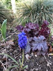 Muscari neglectum