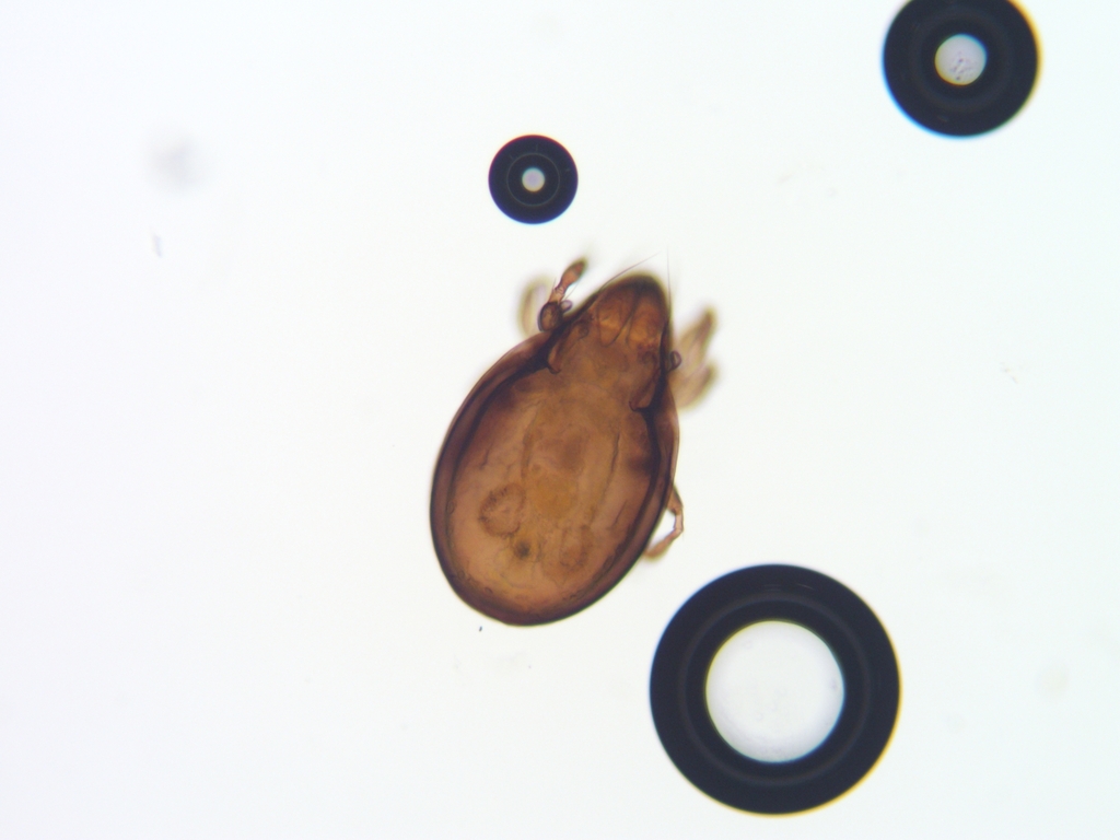 Hemileiidae
