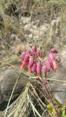 Kalanchoe