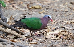 Common Emerald Dove photo 3