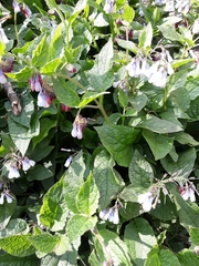 Symphytum × hidcotense