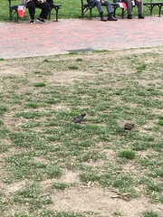 Sturnus vulgaris