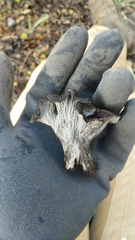 Craterellus atrocinereus