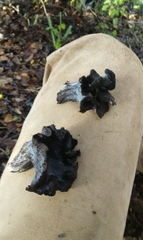 Craterellus atrocinereus