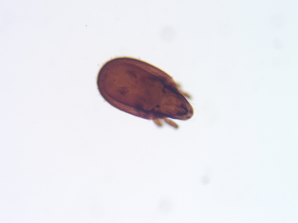 Oripodidae