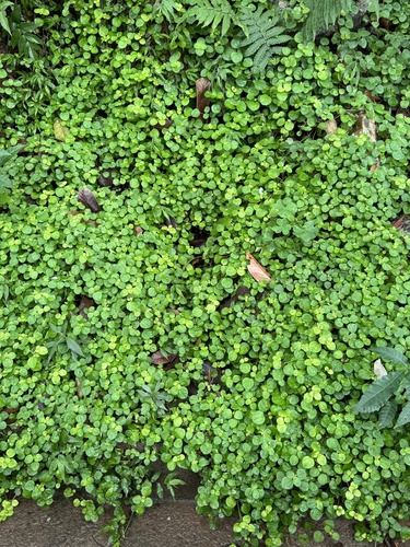 Foto de Dinheiro em penca