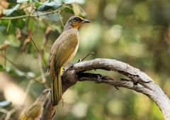 Pycnonotus finlaysoni