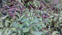 Leucothoe