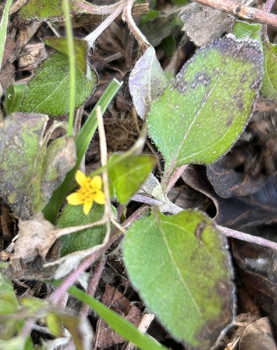 Calyptocarpus vialis iNat (1)