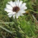Oxeye Daisy - Photo (c) Tony Rebelo, some rights reserved (CC BY-SA), uploaded by Tony Rebelo