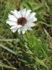 Oxeye Daisy - Photo (c) Tony Rebelo, some rights reserved (CC BY-SA), uploaded by Tony Rebelo