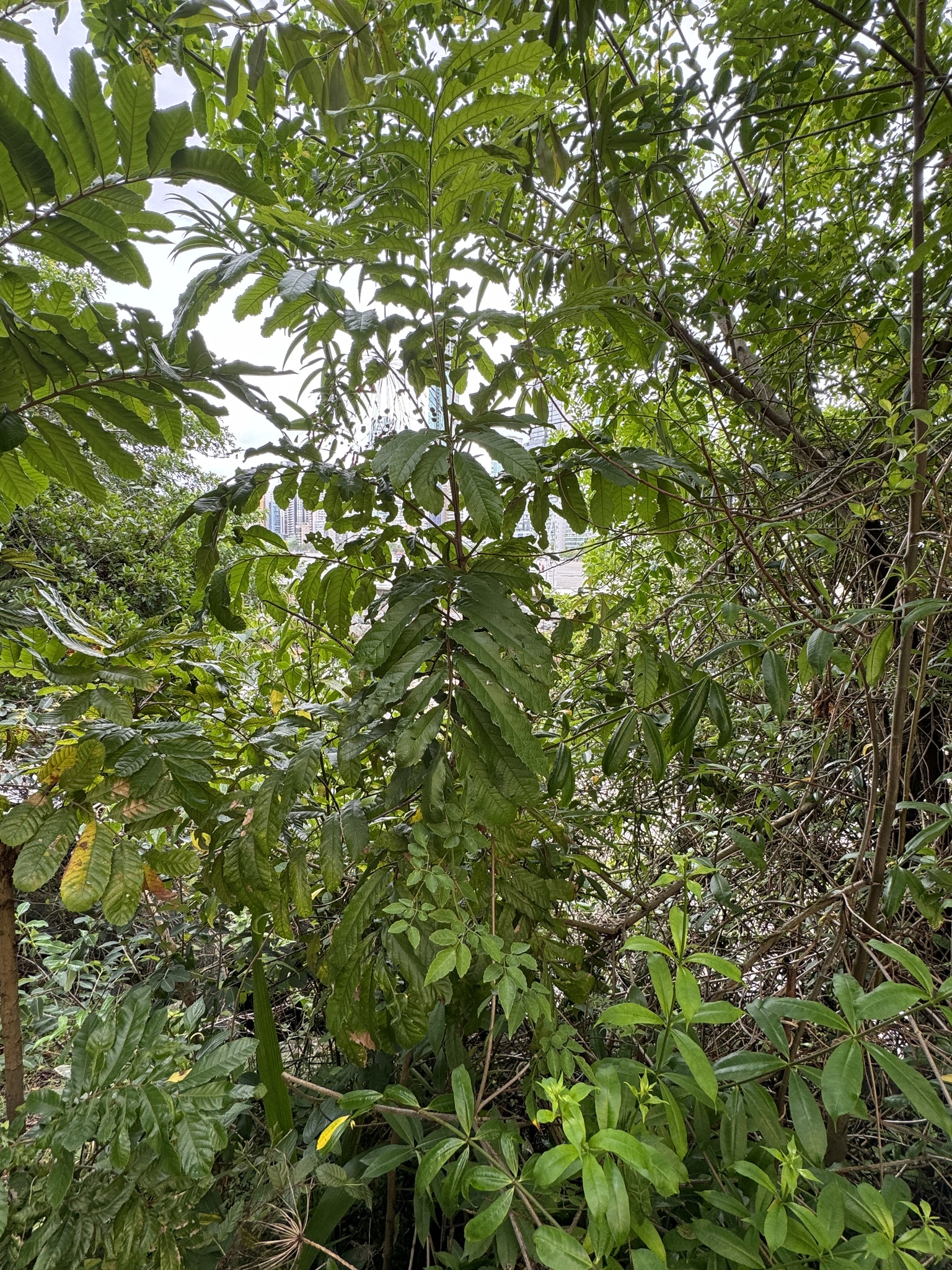 Imagem de Guarucaia