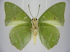 Charaxes eupale latimargo