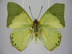 Charaxes eupale latimargo