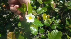 Angiospermae