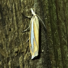 Crambus satrapellus