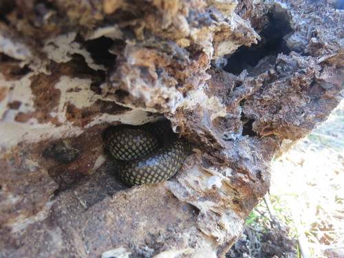 Erythrolamprus semiaureus