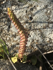 Umbilicus intermedius