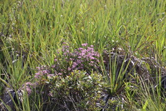 Erica cubica