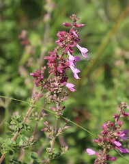 Syncolostemon rotundifolius