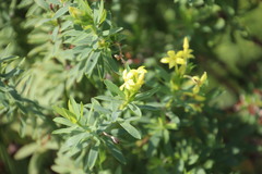 Lasiosiphon triplinervis