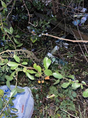 Foto de Espinheiro-de-fogo