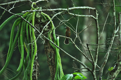 Cyanoloxia cyanoides