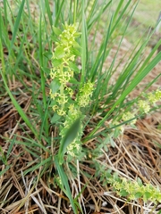 Cruciata