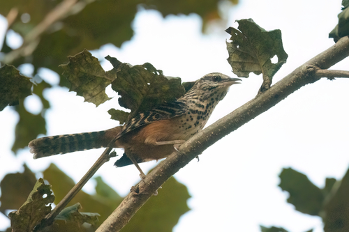 Band-backed Wren (Campylorhynchus zonatus), photo 6