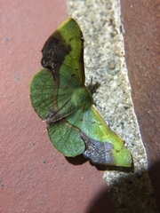 Fascellina plagiata