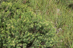 Lasiosiphon triplinervis