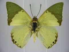 Charaxes eupale latimargo