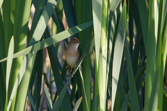 Locustella luscinioides