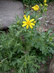 Senecio vernalis