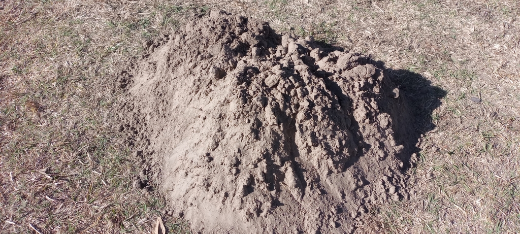Buller's Pocket Gopher