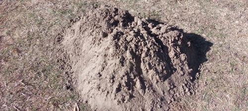 Buller's Pocket Gopher